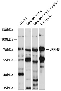 Anti-LRFN3 Antibody (CAB14927)