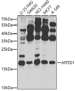 Anti-APITD1 Polyclonal Antibody (CAB8293)