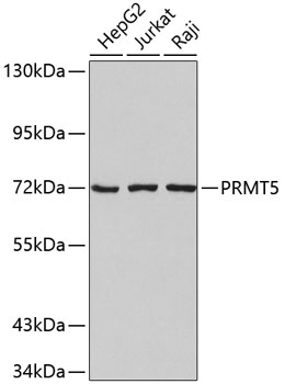 Anti-PRMT5 Antibody (CAB2290)