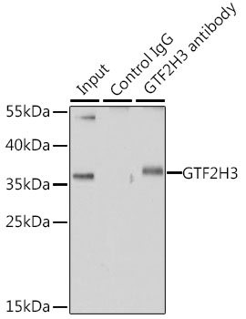 Anti-GTF2H3 Antibody (CAB7188)