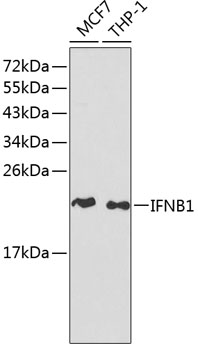 Anti-IFNB1 Antibody (CAB1575)