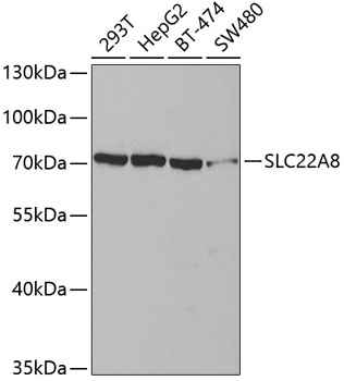 Anti-SLC22A8 Antibody (CAB3119)