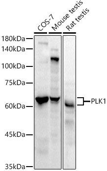 Western blot analysis of extracts of various cell lines, using PLK1 antibody at 1:1000 dilution. Secondary antibody: HRP Goat Anti-Rabbit IgG (H+L) at 1:10000 dilution. Lysates/proteins: 25ug per lane. Blocking buffer: 3% nonfat dry milk in TBST. Detection: ECL Basic Kit. Exposure time: 60s.