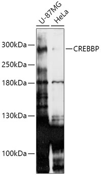 Anti-CREBBP Antibody (CAB1334)