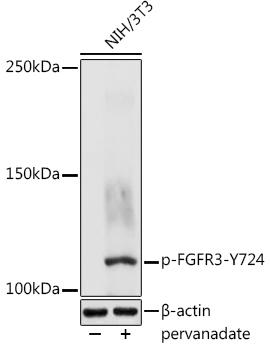 Western blot analysis of extracts of NIH/3T3 cells, using Phospho-FGFR3-Y724 antibody at 1:1000 dilution. NIH/3T3 cells were treated by pervanadate (1 mM) at 37Ã¢â€žÆ’ for 30 minutes after serum-starvation overnight. Secondary antibody: HRP Goat Anti-Rabbit IgG (H+L) at 1:10000 dilution. Lysates/proteins: 25ug per lane. Blocking buffer: 3% nonfat dry milk in TBST. Detection: ECL Basic Kit. Exposure time: 1s.