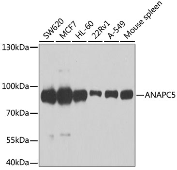 Anti-ANAPC5 Antibody (CAB7109)