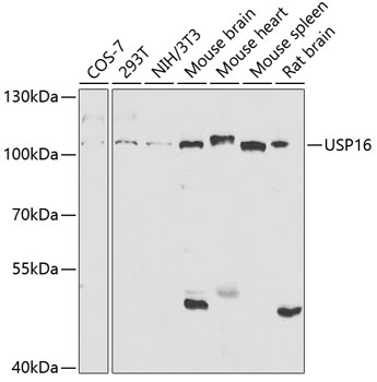 Anti-USP16 Antibody (CAB5861)