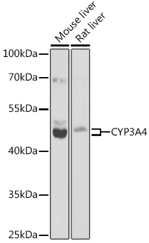 Anti-CYP3A4 Antibody (CAB2544)