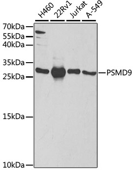 Anti-PSMD9 Antibody (CAB5357)