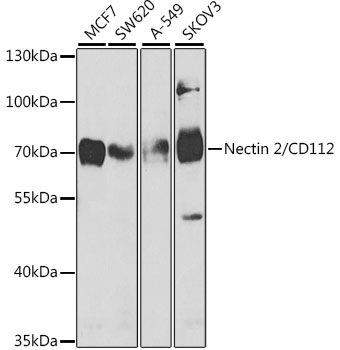 Anti-Nectin 2/CD112 Antibody (CAB5378)