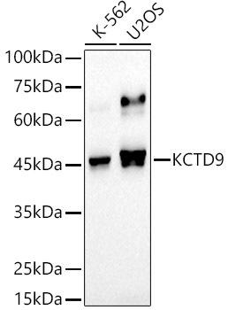 Western blot analysis of extracts of various cell lines, using KCTD9 antibody at 1:500 dilution. Secondary antibody: HRP Goat Anti-Rabbit IgG (H+L) at 1:10000 dilution. Lysates/proteins: 25ug per lane. Blocking buffer: 3% nonfat dry milk in TBST. Detection: ECL Basic Kit. Exposure time: 30s.