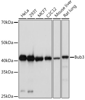 Anti-Bub3 Antibody (CAB8831)