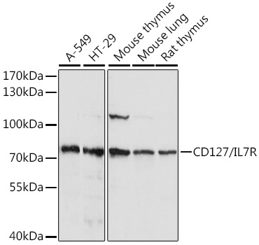 Anti-CD127/IL-7R Antibody (CAB1230)