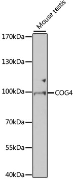 Anti-COG4 Antibody (CAB7792)