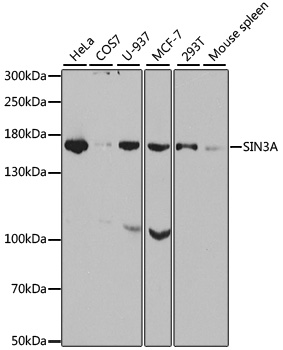 Anti-SIN3A Antibody (CAB1577)