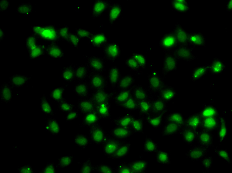 Anti-BCL6 Antibody (CAB7173)