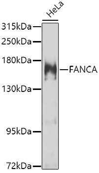 Anti-FANCA Antibody (CAB7671)