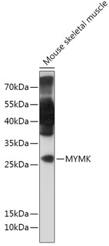 Anti-MYMK Antibody (CAB18158)