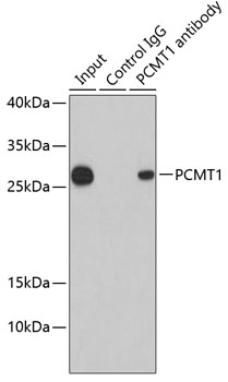 Anti-PCMT1 Antibody (CAB6684)