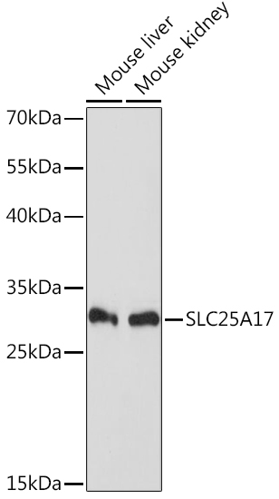 Anti-SLC25A17 Antibody (CAB14840)