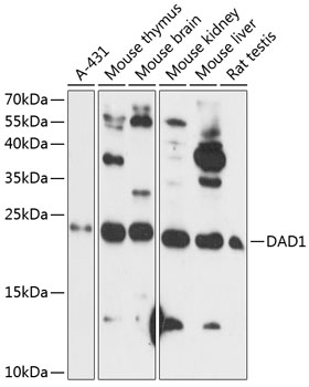 Anti-DAD1 Antibody (CAB14723)