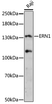 Anti-ERN1 Antibody (CAB17940)