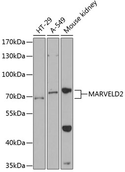 Anti-MARVELD2 Antibody (CAB12612)