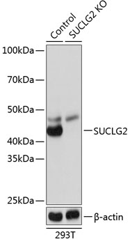 Anti-SUCLG2 Antibody [KO Validated] (CAB19872)