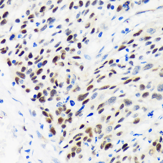 Anti-WDHD1 Antibody (CAB15396)