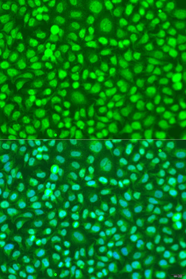 Anti-COQ7 Antibody (CAB7768)