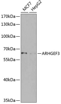 Anti-ARHGEF3 Polyclonal Antibody (CAB8490)