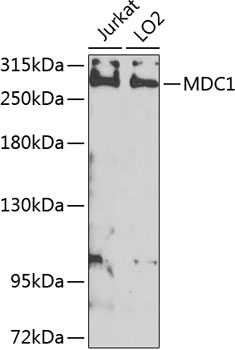 Anti-MDC1 Polyclonal Antibody (CAB8358)