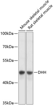 Anti-DHH Antibody (CAB13177)