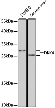 Anti-DKK4 Antibody (CAB7797)