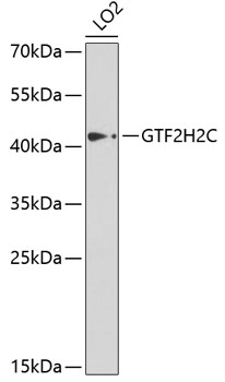 Anti-GTF2H2C Antibody (CAB5239)