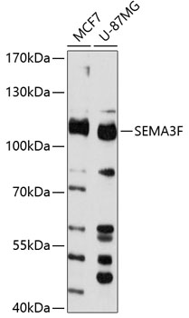 Anti-SEMA3F Antibody (CAB11713)