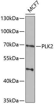 Anti-PLK2 Antibody (CAB7066)