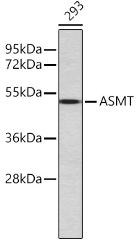 Anti-ASMT Antibody (CAB11840)