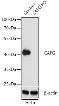 Anti-CAPG Antibody [KO Validated] (CAB7324)