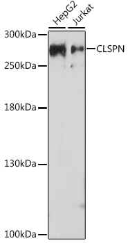 Anti-CLSPN Antibody (CAB17202)