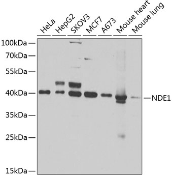 Anti-NDE1 Antibody (CAB7112)