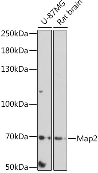 Anti-Map2 Antibody (CAB0453)