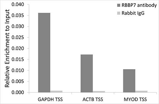 Anti-RBBP7 Antibody (CAB13456)