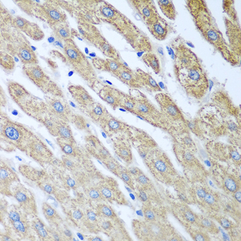 Anti-FUT6 Antibody (CAB3868)