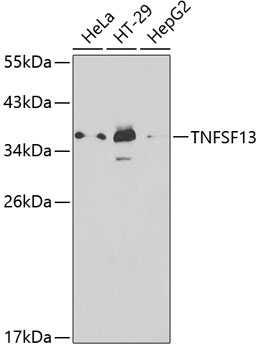 Anti-TNFSF13 Antibody (CAB1237)