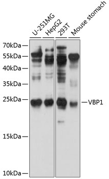 Anti-Prefoldin subunit 3 Polyclonal Antibody (CAB8990)