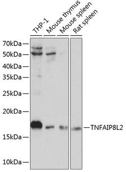 Anti-TNFAIP8L2 Antibody (CAB13698)