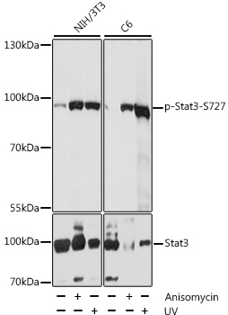 Anti-Phospho-Stat3-S727 Antibody (CABP0474)