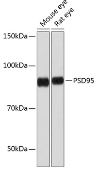 Anti-PSD95 Antibody