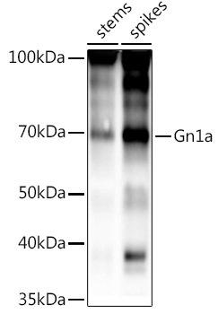 Western blot analysis of extracts of various tissues from the japonica rice (Oryza sativa L. ) variety Zhonghua 11, using Gn1a antibody at 1:1000 dilution. Secondary antibody: HRP Goat Anti-Rabbit IgG (H+L) at 1:10000 dilution. Lysates/proteins: 25ug per lane. Blocking buffer: 3% nonfat dry milk in TBST. Detection: ECL Basic Kit. Exposure time: 60s.